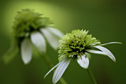 Coneflowers Photograph by Karen Smale