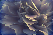 Consciousness Photograph by Darlene Kwiatkowski