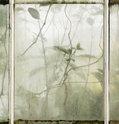 Conservatory Tracings Photograph by Lynn Wohlers
