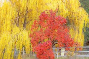 Contrasting trees Photograph by Merle Grenz Contrasting trees Photograph by Merle Grenz