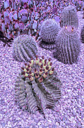 Cool Sunset Desert Cacti Photograph by Aimee L Maher ALM GALLERY Cool Sunset Desert Cacti Photograph by Aimee L Maher ALM GALLERY