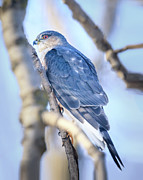 Coopers Hawk Photograph by Joni Eskridge Coopers Hawk Photograph by Joni Eskridge
