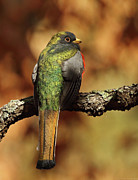 A Coppery-tailed Elegant Trogon Photograph by Steve Wolfe A Coppery-tailed Elegant Trogon Photograph by Steve Wolfe