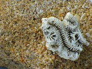 Coral Closeup Photograph by Peggy King