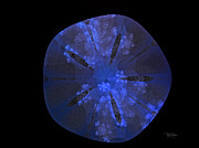 Coral muncher Digital Art by Bill Posner