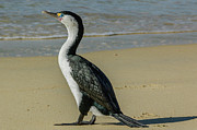 Cormorant NZ02 Photograph by Werner Padarin