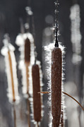 Corn Dog Grass -- Cattails at Santa Margarita Lake, Santa Margarita, California Photograph by Darin Volpe