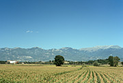 Corn field with Terminillo II Photograph by Fabrizio Ruggeri