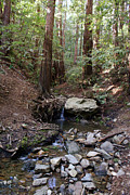 Corte Madera Creek on Mt Tamalpais #5 Photograph by Ben Upham III