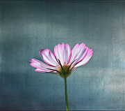 Cosmos - Summer Love Photograph by Kim Hojnacki Cosmos - Summer Love Photograph by Kim Hojnacki