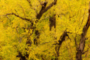 Cottonwood Fall Foliage Colors Abstract Photograph by James BO Insogna