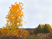 Cottonwood in Fall Mixed Media by Shelli Fitzpatrick Cottonwood in Fall Mixed Media by Shelli Fitzpatrick