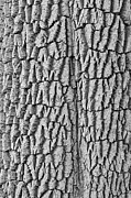 Cottonwood Tree Texture Black and White Print Photograph by James BO Insogna