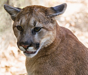Cougar Portrait Photograph by Flees Photos Cougar Portrait Photograph by Flees Photos