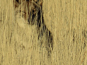 Coyote 3 Photograph by Christy Garavetto