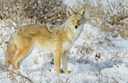 Coyote In Fresh Snow Photograph by John De Bord