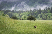 Coyote in the Smokies Photograph by Andrea Silies