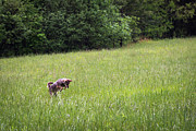 Coyote Pounce Photograph by Andrea Silies