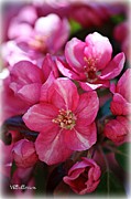 Crabapple Blooms Photograph by Veronica Batterson