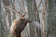 Wild Eyed Photograph by Andrea Silies