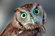 Crazy Eyed Burrowing Owl Photograph by Robert Wilder Jr