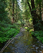 Creek at Muir Woods near Mt Tamalpais Photograph by Ben Upham III Creek at Muir Woods near Mt Tamalpais Photograph by Ben Upham III
