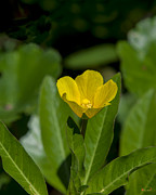 Creeping Primrose-willow DSMF0279 Photograph by Gerry Gantt