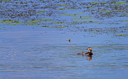Crested grebe, podiceps cristatus, duck and baby, Kis-Balaton, Hungary Photograph by Elenarts - Elena Duvernay photo