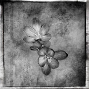 Crocus Black and White Artistic Print Photograph by Gwen Gibson