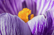 Crocus Macro Photograph by Craig Shaknis