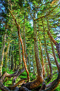 Crooked Trees of Mt Roberts Photograph by Jason Brooks Crooked Trees of Mt Roberts Photograph by Jason Brooks