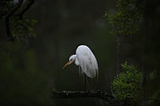 Crouching Heron Photograph by Dale Powell Crouching Heron Photograph by Dale Powell