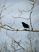 Crow in Sycamore Photograph by Azthet Photography