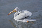 Cruising Along Photograph by Kim Hojnacki Cruising Along Photograph by Kim Hojnacki