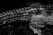 Cuban Crocodile Photograph by Jonas Luis