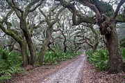 Cumberland Island Maritime Forest, Cumberland Island, Georgia Photograph by Dawna Moore Photography