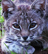 Curious BobCat Photograph by John Irons Curious BobCat Photograph by John Irons