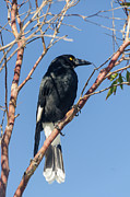 Currawong Photograph by Werner Padarin Currawong Photograph by Werner Padarin