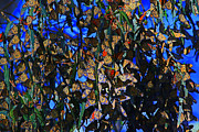 Curtain Of Monarchs Photograph by Craig Corwin