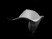 Curvature Photograph by Donna Blackhall