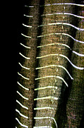 Curvilinear Photograph by Todd Blanchard