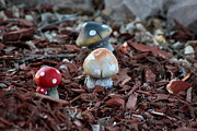 Cluster of Toadstools in Fairy Garden Photograph by Colleen Cornelius Cluster of Toadstools in Fairy Garden Photograph by Colleen Cornelius