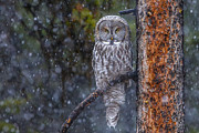 The Sentinel  Photograph by Kevin Dietrich