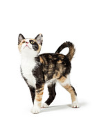 Cute Calico Kitten Looking Up into Copy Space Photograph by Good Focused