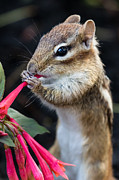 Cute Chipmunk Eating a Flower Photograph by Dawna Moore Photography