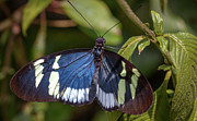 Cydno Longwing Jardin Botanico del Quindio Colombia Photograph by Adam Rainoff