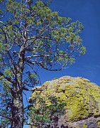Cypress Over Boulder Photograph by Tom Daniel