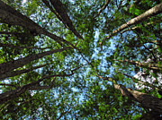 Cypress Tree Canopy Photograph by Juergen Roth