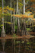 Cypress Trees Forest Photograph by Iris Greenwell