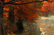 Cypress Trees in Red Photograph by Iris Greenwell